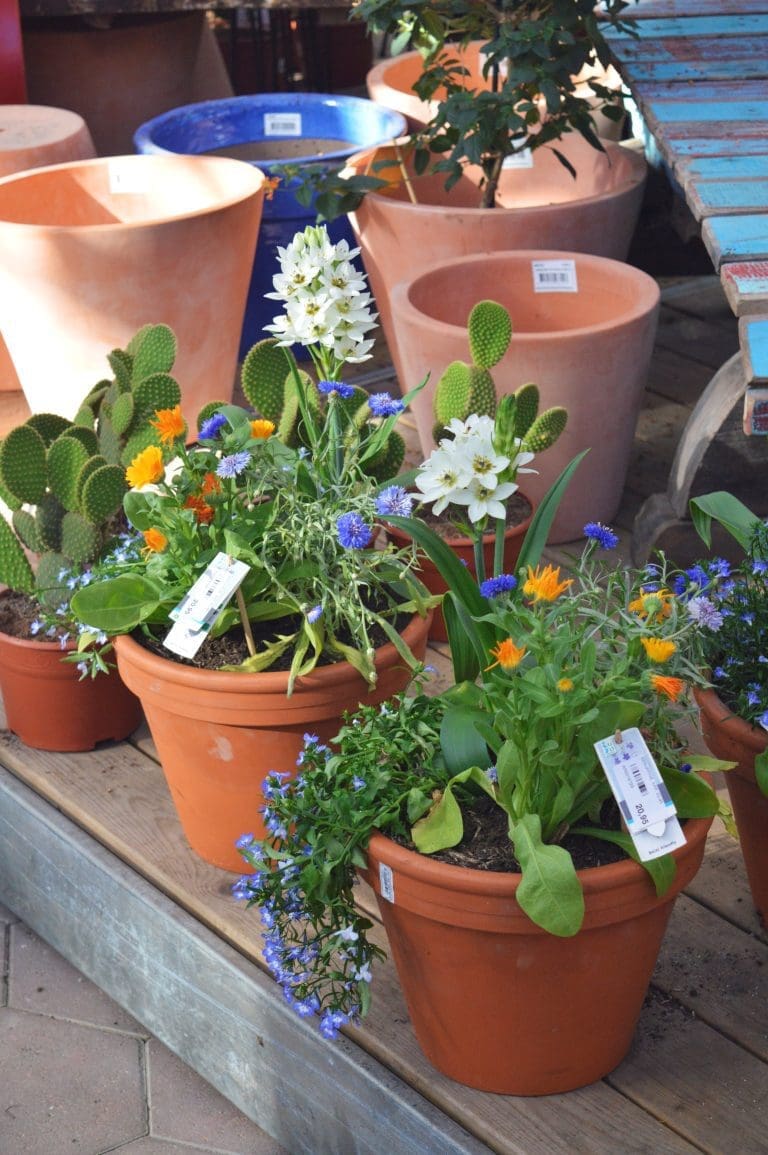 Intratuin Breda Arrangement in pot