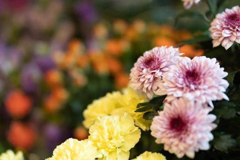 Intratuin Breda bloematelier chrysant