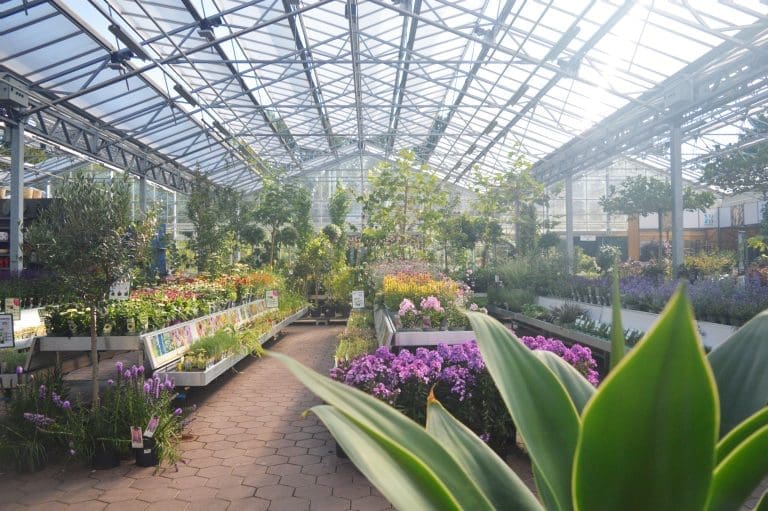 Intratuin Breda buitenplanten afdeling in de kas