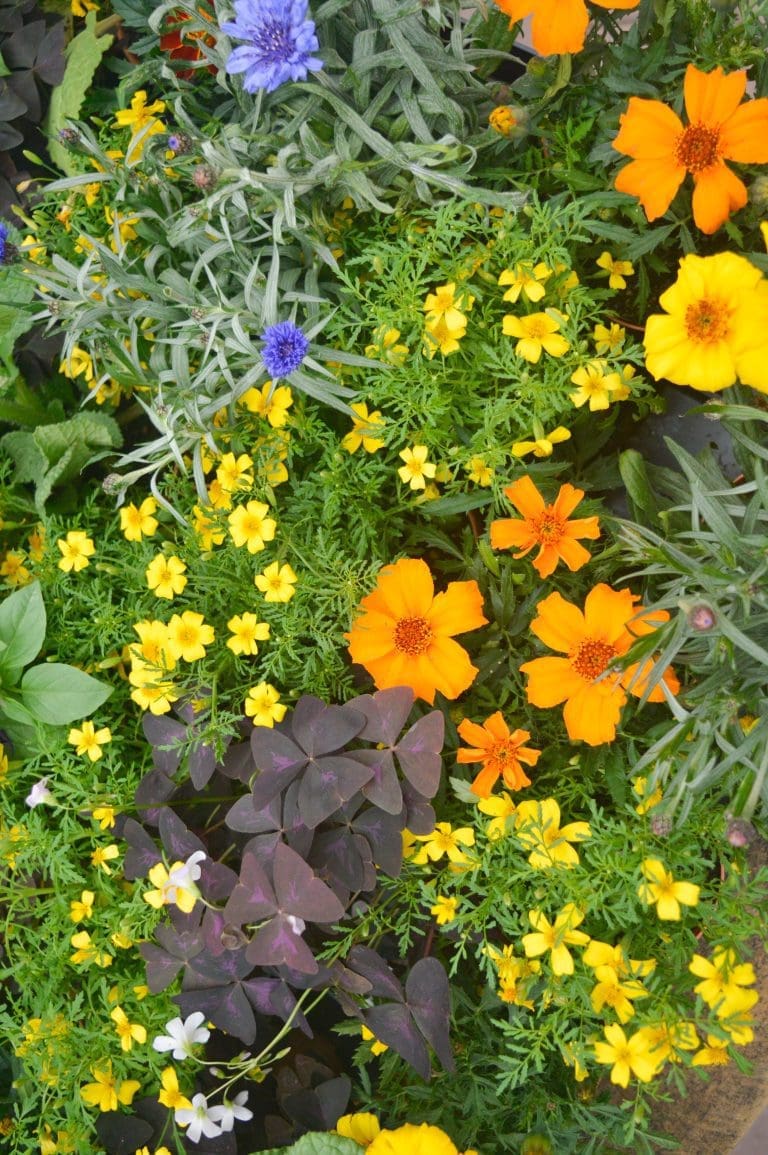 Intratuin Breda eetbare bloemen selectie