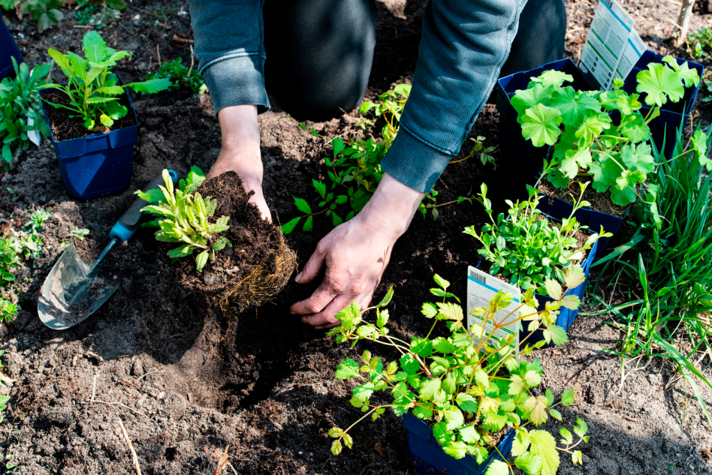 Intratuin Breda planten in grond potten
